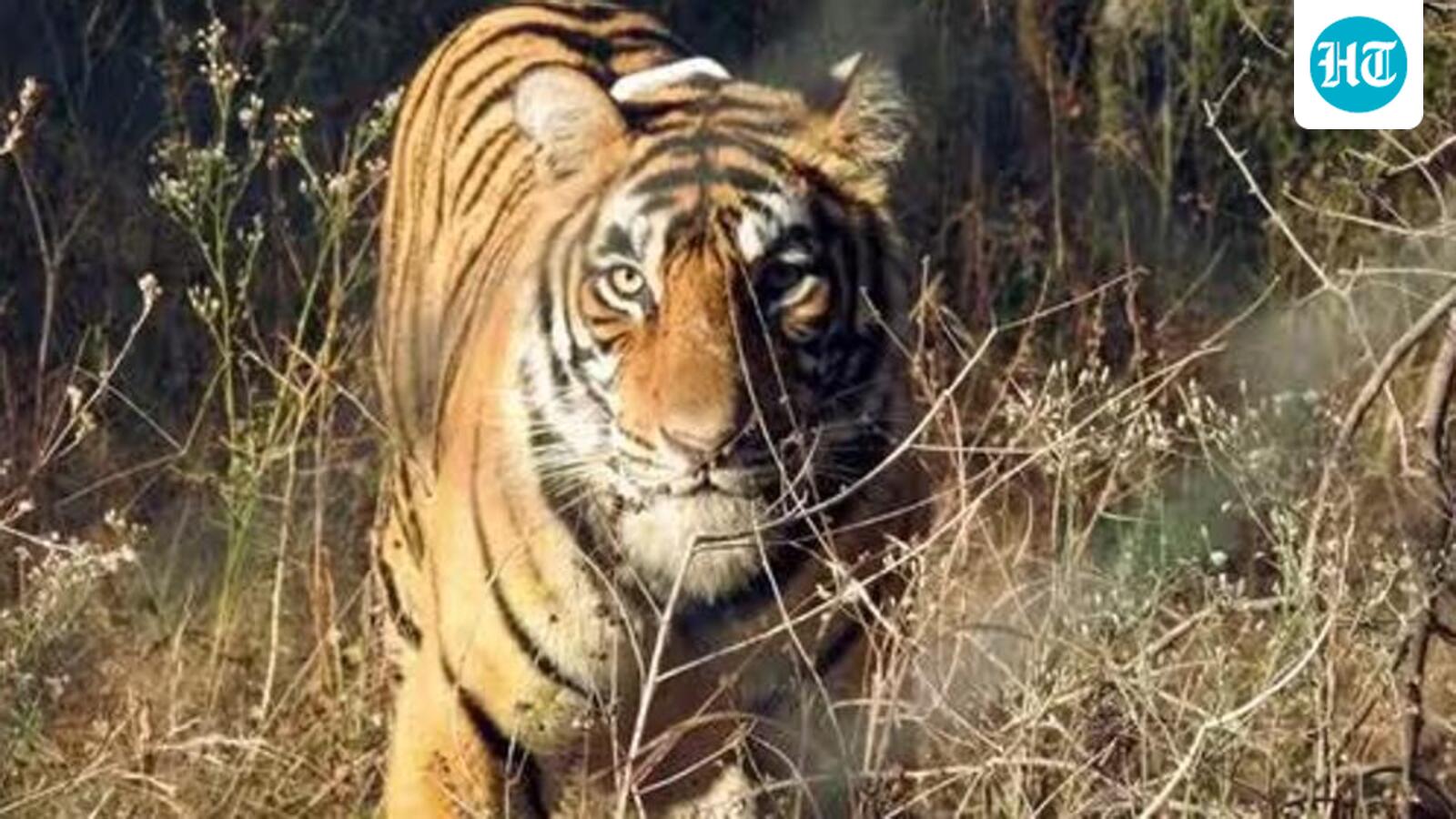 Airlifted tigress from MP’s Pench Reserve acclimatising well at Ramgarh Vishdhari